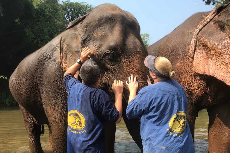 Chiang Mai: Excursión al Santuario de Elefantes y a la Cascada PegajosaExcursión en grupo reducido con recogida en el hotel