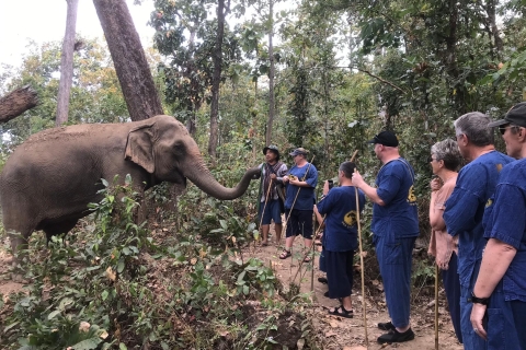 Chiang Mai: Excursión al Santuario de Elefantes y a la Cascada PegajosaExcursión en grupo reducido con recogida en el hotel