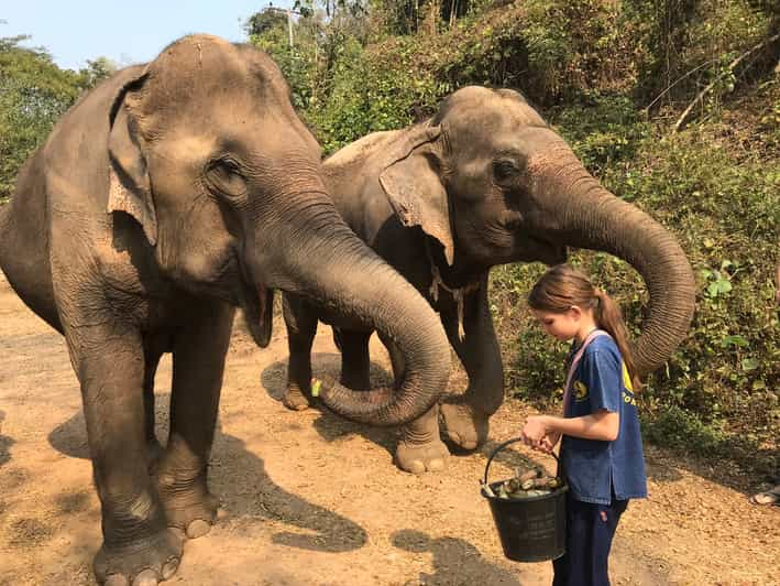 Chiang Mai Elefanten Schutzgebiet Und Klebriger Wasserfall Tour