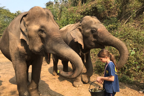 Chiang Mai: Excursión al Santuario de Elefantes y a la Cascada PegajosaExcursión en grupo reducido con recogida en el hotel