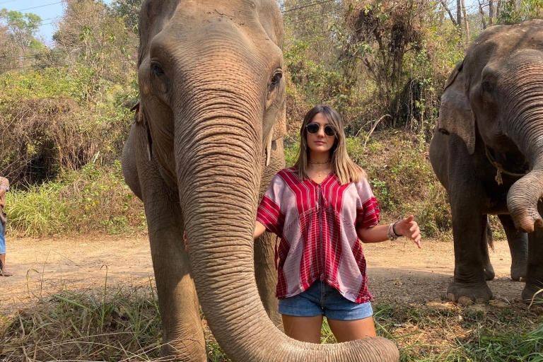 Chiang Mai: Excursión al Santuario de Elefantes y a la Cascada PegajosaExcursión en grupo reducido con recogida en el hotel