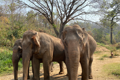 Chiang Mai: Elefantreservat, Long Neck &amp; Sticky WaterfallPrivat tur med upphämtning från hotell