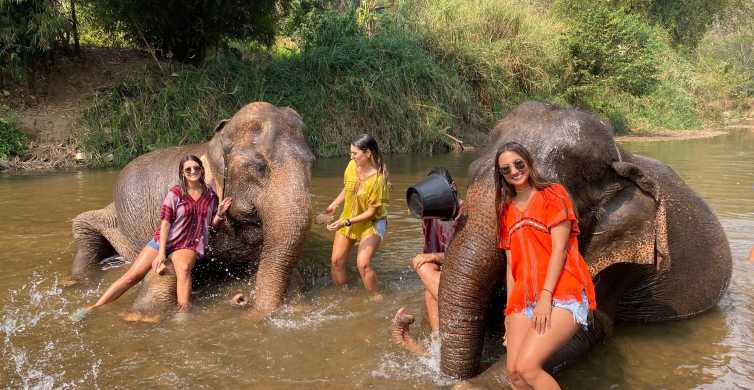 Chiang Mai: Elefanten-Schutzgebiet und Klebriger Wasserfall Tour