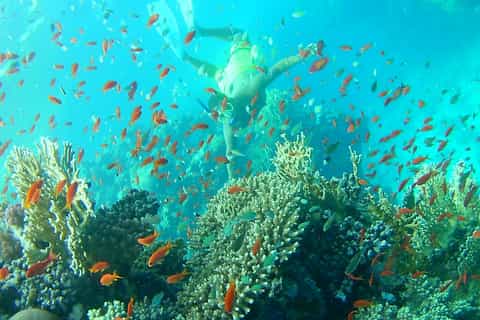 Marsa Alam: Coral Garden Snorkeling and Diving Boat Tour