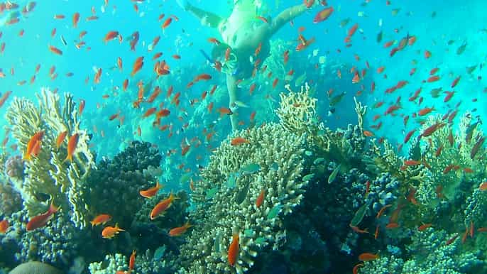 marsa alam coral garden snorkeling and diving boat tour