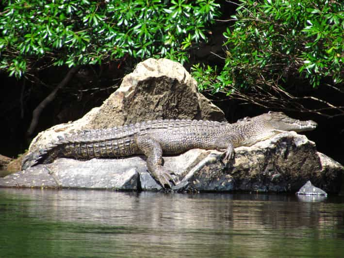 Port Douglas: Daintree, Cape Tribulation, Mossman Gorge Tour | GetYourGuide