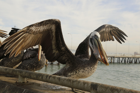 Cruise Terminal Transfer from Valparaíso &amp; Wine Tasting