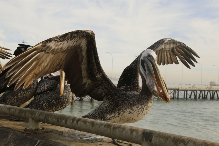Cruise Terminal Transfer from Valparaíso &amp; Wine Tasting