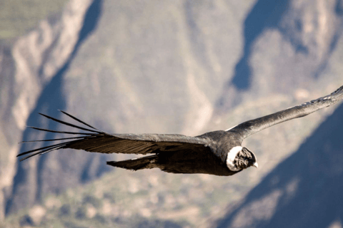 Desde Arequipa: Explora el Cañón del Colca 2D/1NDesde Arequipa: Explora el Cañón del Colca en un 2D/1N