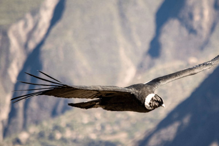 Vanuit Arequipa: verken de Colca Canyon 2D/1NVanuit Arequipa: verken de Colca Canyon op een 2D/1N