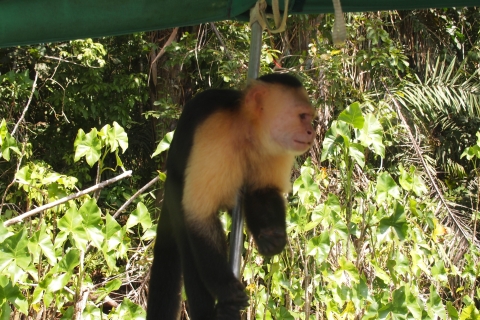 Panama : Île aux singes Promenade en bateau sur le lac Gatun