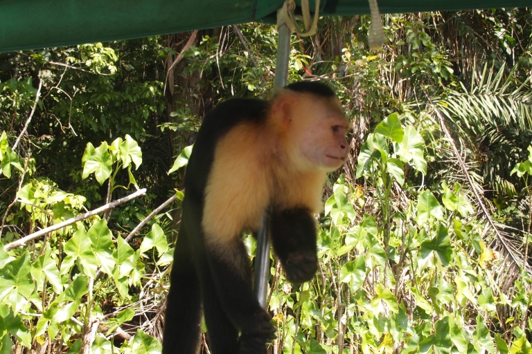 Panama: Monkey Island Gatun See Bootsfahrt
