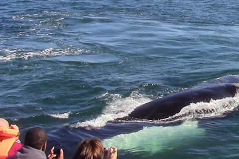 hermanus whale watching cruise