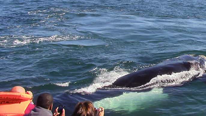hermanus whale watching cruise