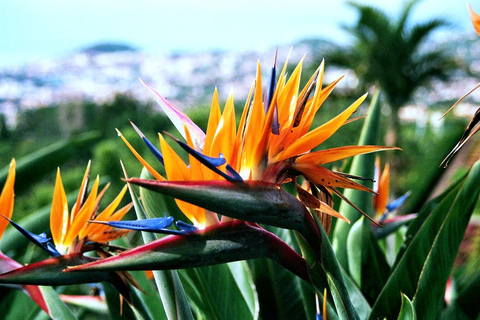 Funchal: Private Tuk-Tuk-Tour durch den Botanischen Garten von Madeira