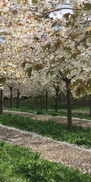 The Alnwick Garden, Entry Ticket - Housity