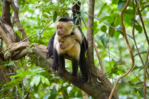 Rincón de la Vieja : Excursion d'une journée dans la nature