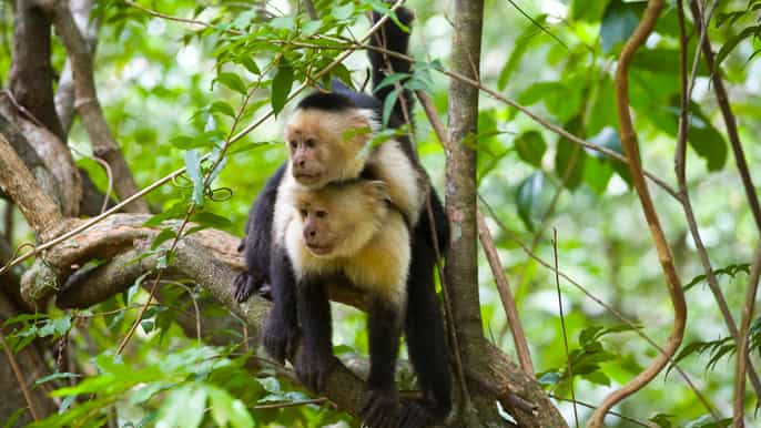 rincón de la vieja oneday nature tour