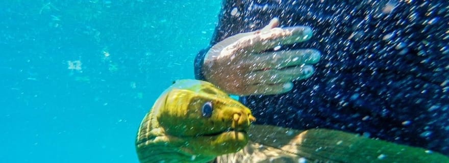 Caye Caulker : Visite d'une demi-journée à 3 arrêts pour la plongée avec tuba sur les récifs locaux