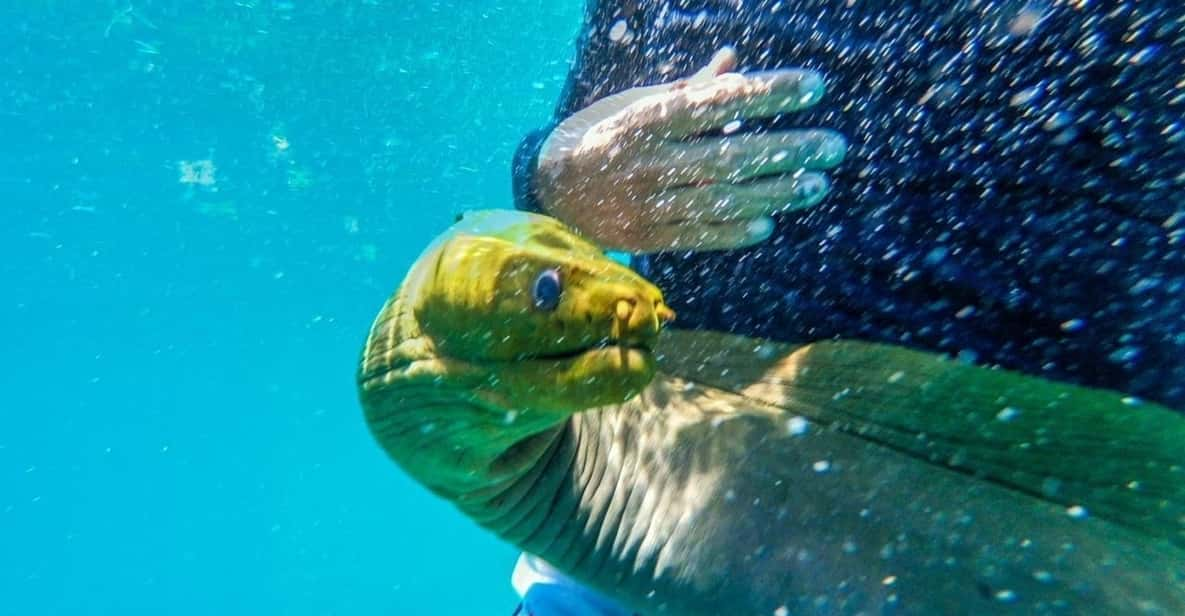 Goldeneye fish, Caye Caulker, Belize Golden Eye Caye