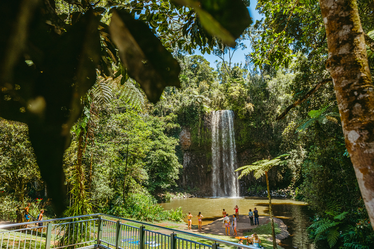 Tour en cascada, vida silvestre y selva tropical desde CairnsTour en grupo