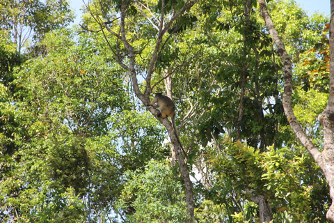 From Cairns: Atherton Tableland Wilderness Tour with Lunch