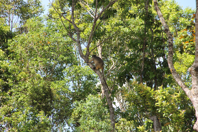 Depuis Cairns : jungle, cascades et faune sauvageExcursion en groupe