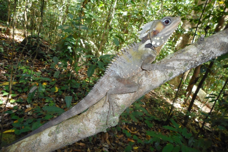 Depuis Cairns : jungle, cascades et faune sauvageExcursion en groupe