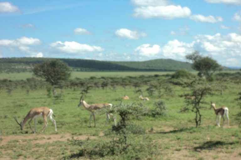 Masai Mara: esperienza luxury in Kenya di 3 giorni in aereo