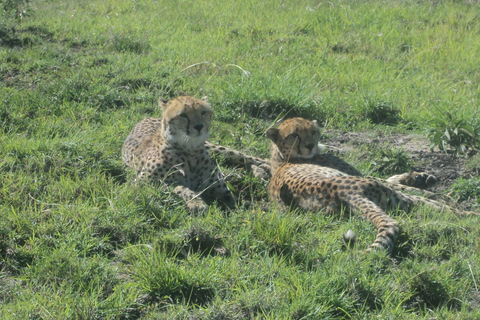 Masai Mara: esperienza luxury in Kenya di 3 giorni in aereo