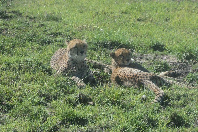 Masai Mara: esperienza luxury in Kenya di 3 giorni in aereo