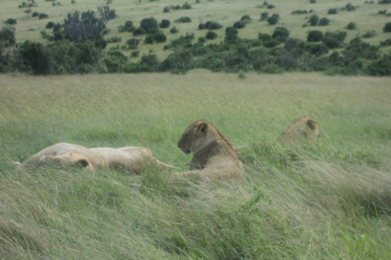 Masai Mara: esperienza luxury in Kenya di 3 giorni in aereo