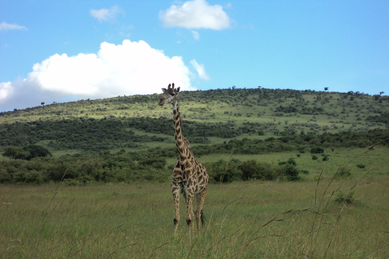 Masai Mara: esperienza luxury in Kenya di 3 giorni in aereo