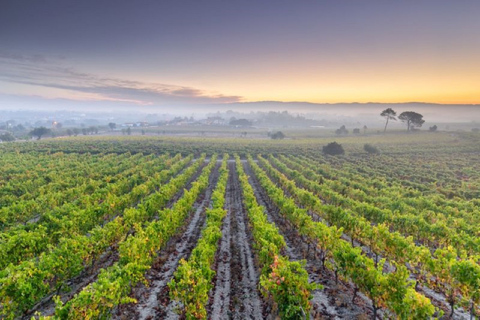 Portugal: Bairrada Private Tour