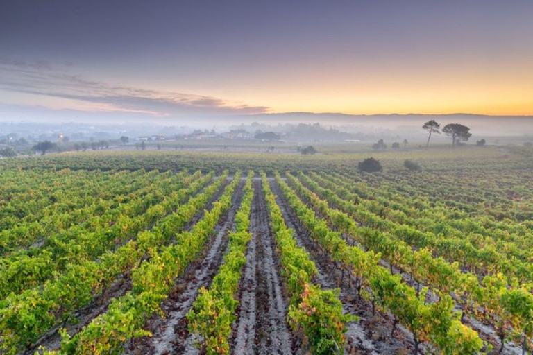 Portugal: Bairrada Private Tour