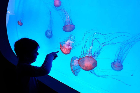 Prag: The World Of Jellyfish Ticket mit Getränk
