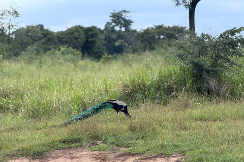 Sigiriya: Birdwatching Kayak Tour with Guide
