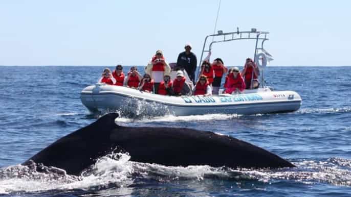 cabo san lucas experiencia de avistamiento de ballenas en el mar de cortés