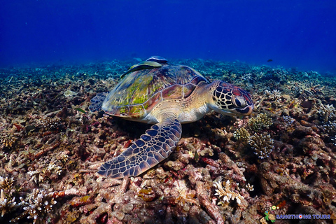 Koh Tao: Excursão de um dia com mergulho com snorkel nas ilhas e almoçoKoh Tao: Ilhas Snorkeling Destaques Day Tour &amp; Almoço