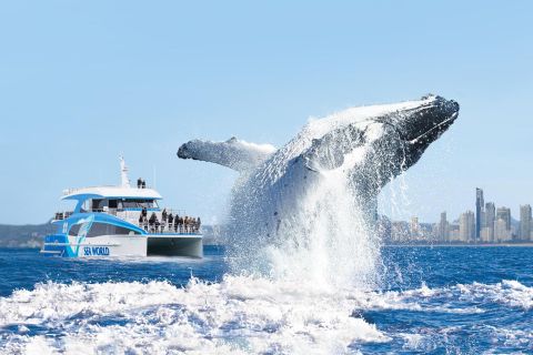 Gold Coast: Whale Watching Cruise from Sea World Port