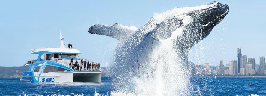 Gold Coast: crucero de avistamiento de ballenas desde el puerto de Sea World