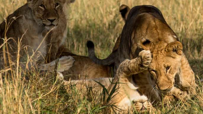 Lago Nakuru e Maasai Mara: safari privato di 4 giorni 