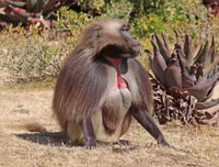 Addis Ababa, Monasteries, Wildlife, & Hike Private Day Trip - Housity