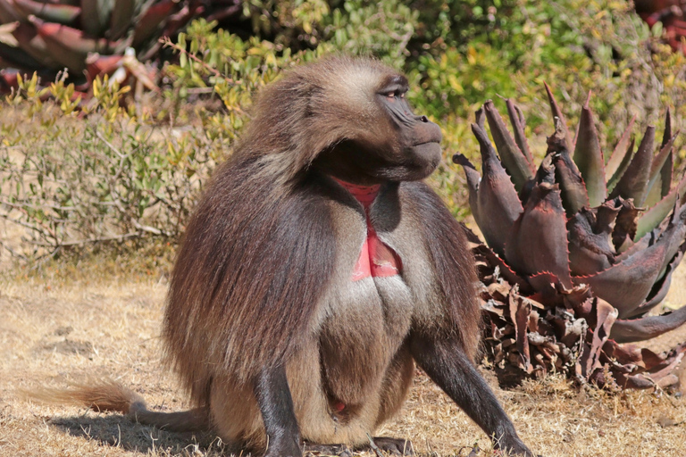 Addis Abeba: Klöster, Wildtiere und Wanderungen Privater Tagesausflug