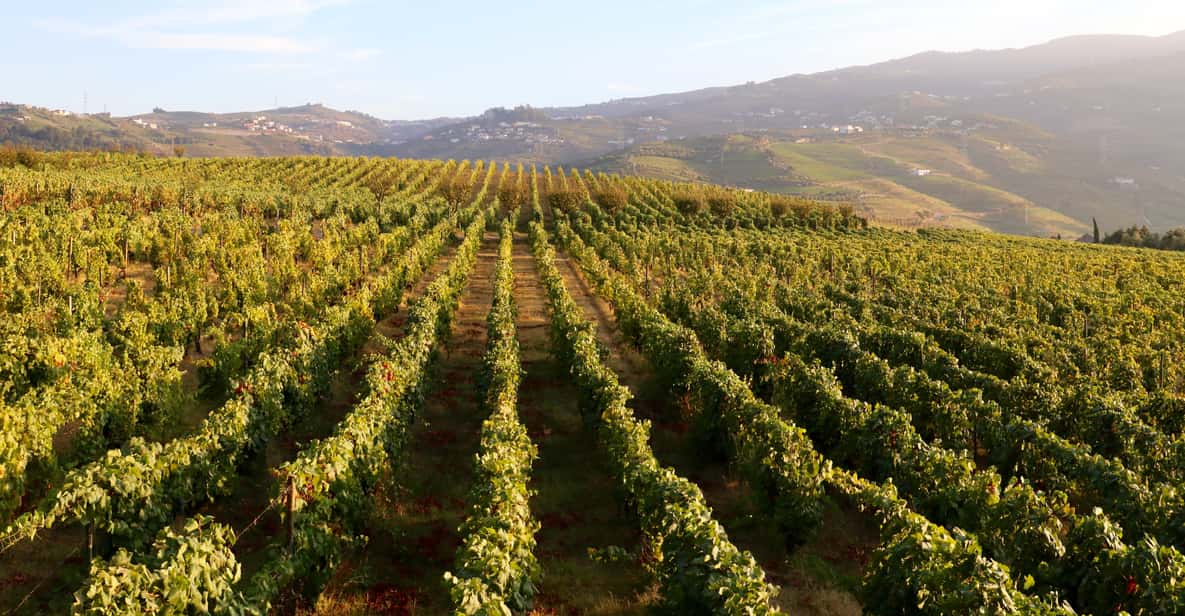 Valle del Douro: vino, pranzo e crociera da Porto