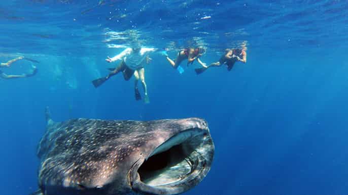 cabo san lucas fullday whale shark discovery experience