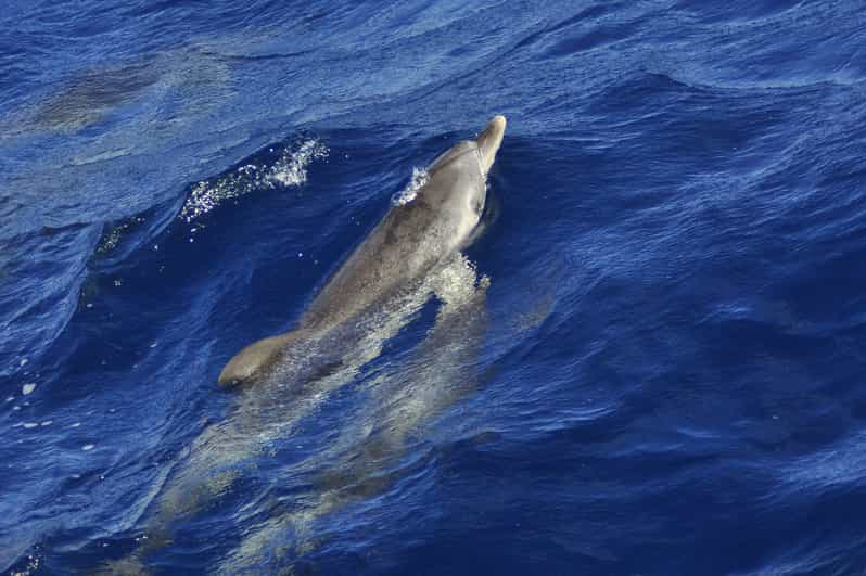 Fuerteventura: 1.5-Hour Dolphin and Whale Watching Tour | GetYourGuide