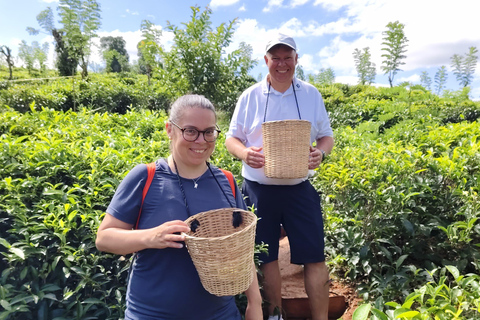 Kandy: Private Ella Journey with Tea, Falls & Arch Bridge
