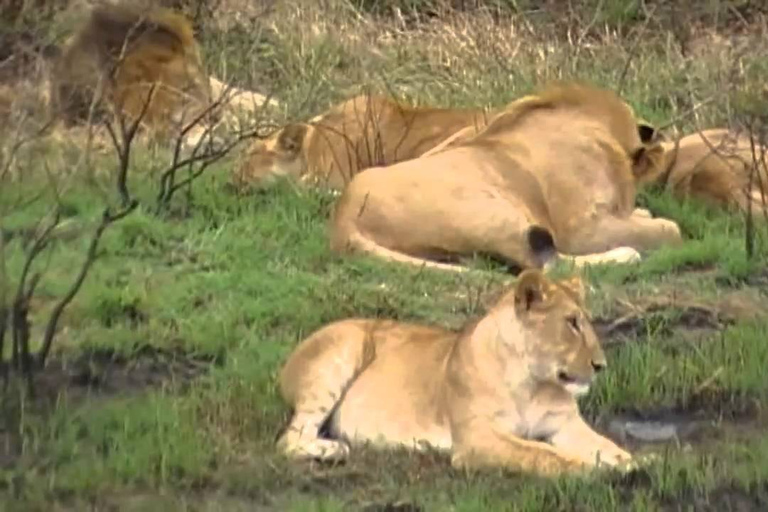 Nairobi 4 timmar Nationalpark halvdags safari med viltsafariHalvdag i Nairobis nationalpark med guidningParksavgifter ingår inte