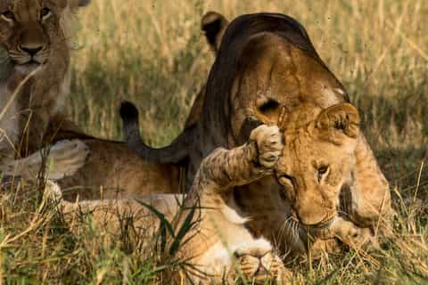 Nairobi: Half-Day Nairobi National Park Sunrise Game Drive